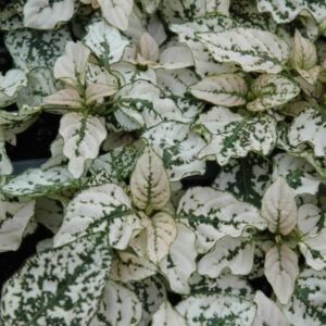 Hypoestes – Splash White – 4″ Pot