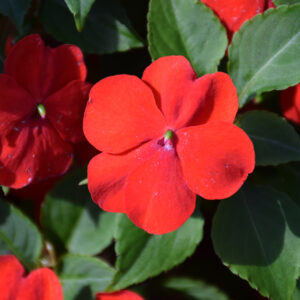 Impatiens – Beacon Bright Red – 4″ Pot