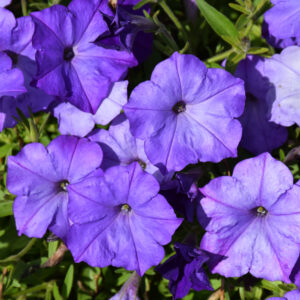 Petunia – Easy Wave Lavender Sky Blue – 4″ Pot