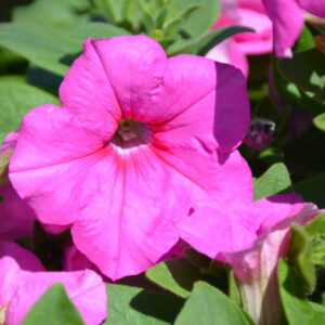 Petunia – Easy Wave Pink Passsion – 4″ Pot