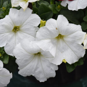 Petunia – Easy Wave White – 4″ Pot