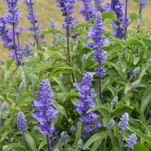 Salvia (Sage) – Victoria Blue – 4″ Pot