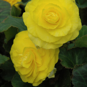 Begonia – NonStop Yellow – 4.5″ Pot