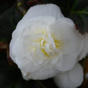 Begonia – Mocca White – 4.5″ Pot