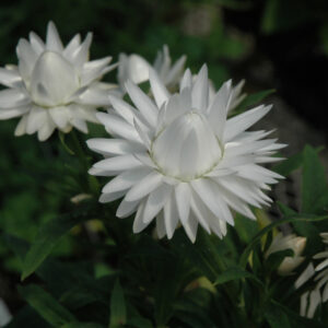 Bracteantha – Dreamtime® Jumbo White – 4.5″ Pot