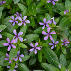 Catharanthus – Soiree Kawaii Blueberry Kiss – 4.5″ Pot