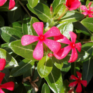 Catharanthus – Soiree Kawaii Red Shades – 4.5″ Pot