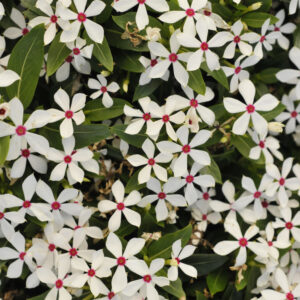 Catharanthus – Soiree Kawaii White Peppermint – 4.5″ Pot