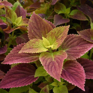 Coleus – Alabama Sunset – 4.5″ Pot