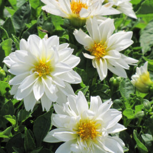 Dahlia – Dahlietta Blanca – 4.5″ Pot