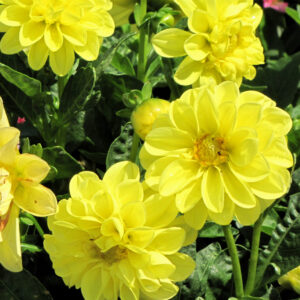 Dahlia – Dahlietta Julia – 4.5″ Pot