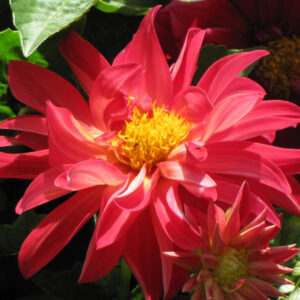 Dahlia – Dahlietta Patty 20 – 4.5″ Pot
