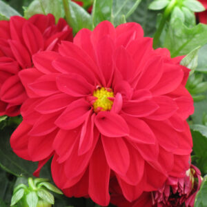 Dahlia – Dahlietta Tessy – 4.5″ Pot