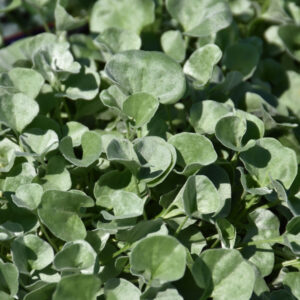 Dichondra – Silver Falls – 4.5″ Pot