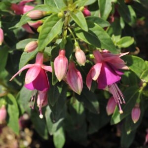 Fuchsia – Jollies Nancy – 4.5″ Pot