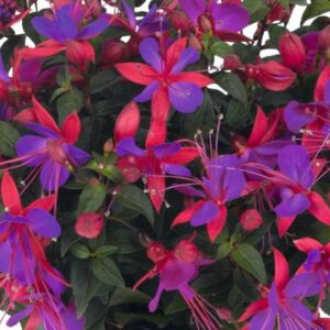 Fuchsia – Jollies Reims – 4.5″ Pot