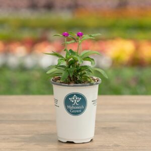 Gomphrina – Ping Pong Purple – 4.5″ Pot