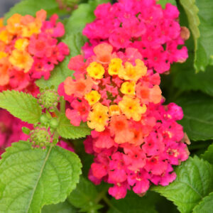 Lantana – Cherry Sunrise – 4.5″ Pot