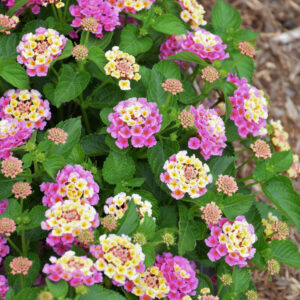 Lantana – Bandana Peach – 4.5″ Pot