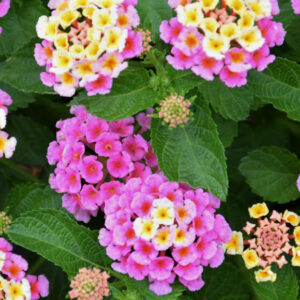 Lantana – Bandana Pink – 4.5″ Pot