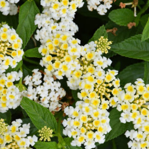 Lantana – Bandana White – 4.5″ Pot
