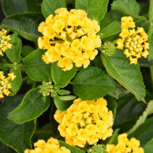 Lantana – Bandana Yellow – 4.5″ Pot