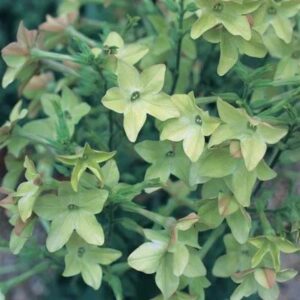 Nicotiana – Antique Lime – 4.5″ Pot