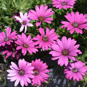 Osteospermum – Tradewinds Deep Purple – 4.5″ Pot
