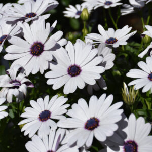 Osteospermum – Tradewinds White – 4.5″ Pot