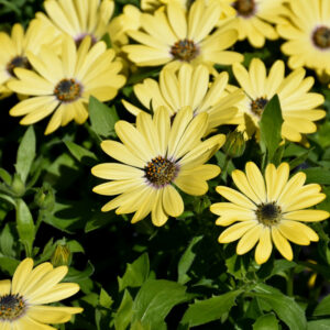 Osteospermum – Tradewinds Yellow Improved – 4.5″ Pot