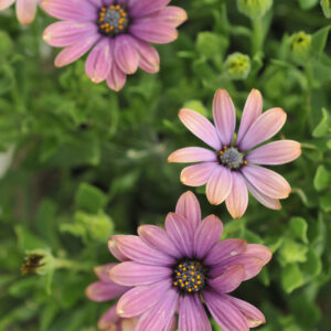 Osteospermum – Zion Copper Amethyst – 4.5″ Pot