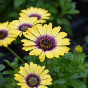 Osteospermum – Zion Morning Sun – 4.5″ Pot