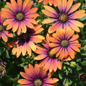 Osteospermum – Zion Purple Sun – 4.5″ Pot