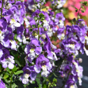 Angelonia – Alonia Big Bicolor Purple – 6.5″ Pot