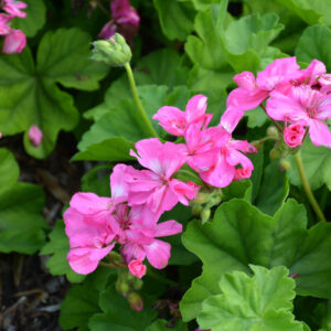 Geranium – Calliope Large Pink – 6.5″ Pot