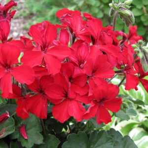 Geranium – Caliente Fire – 10″ Hanging Basket