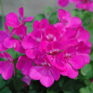 Geranium – Caliente Lavender – 10″ Hanging Basket
