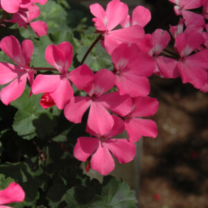 Geranium – Caliente Pink – 10″ Hanging Basket