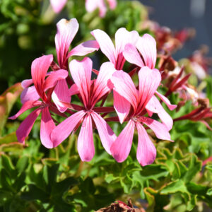 Geranium – Ivy Cascade Sofie – 10″ Hanging Basket