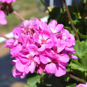 Geranium – Calliope Large Lavender – 16″ Moss Hanging Basket