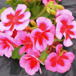 Geranium – Calliope Large Rose Mega Splash – 16″ Moss Hanging Basket