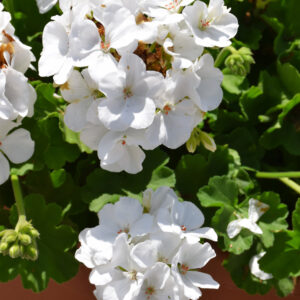 Geranium – Calliope Large White – 16″ Moss Hanging Basket