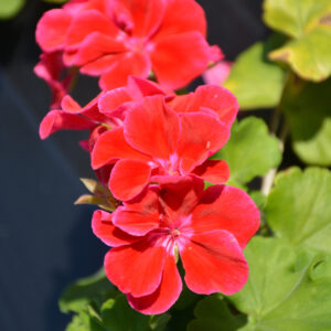 Geranium – Calliope Medium Crimson Flame – 16″ Moss Hanging Basket