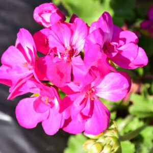 Geranium – Calliope Medium Deep Rose – 16″ Moss Hanging Basket