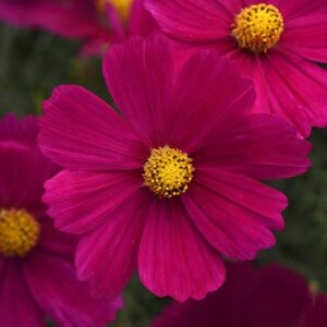 Cosmos – Sonata Carmine – 4″ Pot