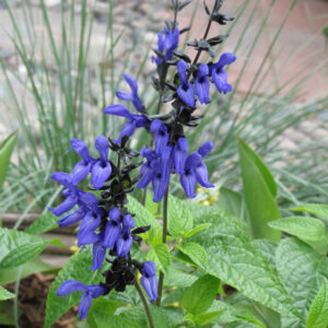 Salvia – Black’N’Blue – 4.5″ Pot