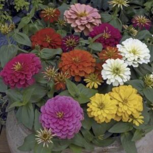Zinnia – Magellan™ Mix – 4.5″ Pot