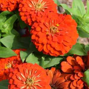 Zinnia – Magellan™ Scarlet – 4.5″ Pot