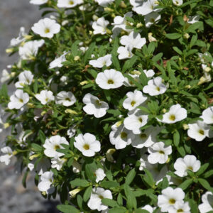 Calibrachoa – Cabaret Bright White – 6.5″ Pot
