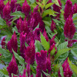 Celosia – First Flame Purple – 6.5″ Pot